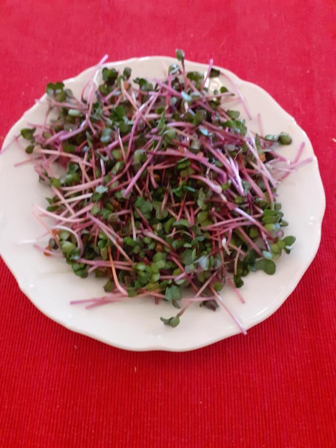 Mariánské Lázně Pension Akropolis, Eco Breakfasts From Farm מראה חיצוני תמונה